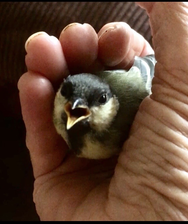 Deze afbeelding heeft een leeg alt-atribuut; de bestandsnaam is vogel-in-hand.jpg
